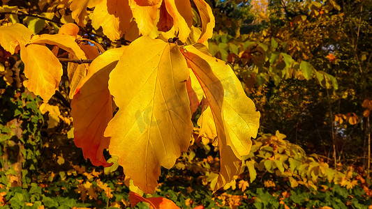秋天树枝树枝摄影照片_秋天，树枝上和地上的常春藤上美丽的黄叶，滑块拍摄