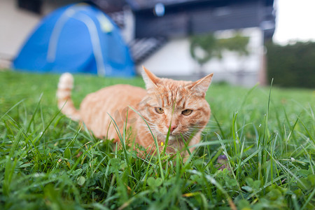 耳朵短毛摄影照片_橙色眼睛的短毛红虎斑猫蹲在绿色新鲜的草地上。