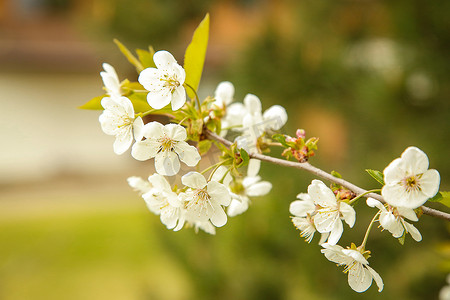 五月，苹果树的树枝上绽放着白色的小花。纹理或背景。