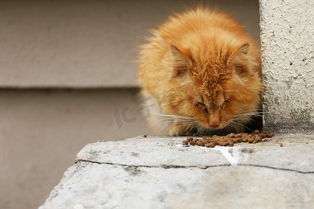 街上野病的流浪红猫正在吃动物食品。