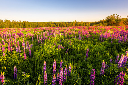 在晴朗的夏日，日出或日落，田野上有紫色羽扇豆，背景是晴朗无云的天空和桦树。