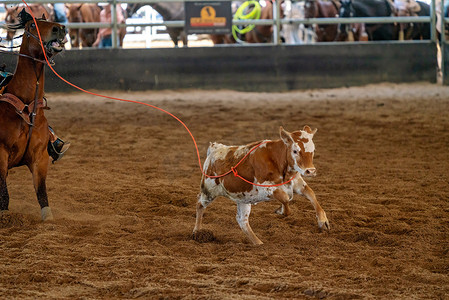奔跑的牛摄影照片_小牛脖子上挂着绳子奔跑
