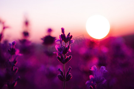 日落时的薰衣草花田特写，自然背景的新鲜紫色芳香花。