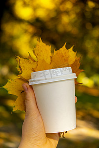 妇女拿着生态零废物白皮书杯复制空间模型秋季枫叶黄叶。