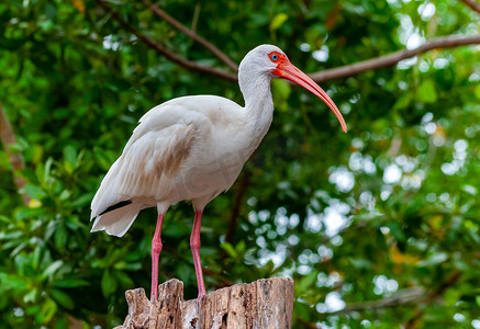 美国白宜必思（Eudocimus albus），一只红嘴鸟坐在佛罗里达州的一棵树上