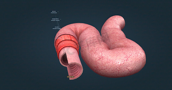 人体肠道具有吸收消化产物的功能，并具有特殊的结构来执行此功能。