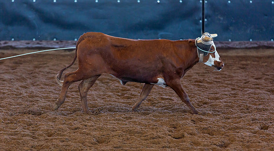 奔跑的牛摄影照片_小牛脖子上挂着绳子奔跑