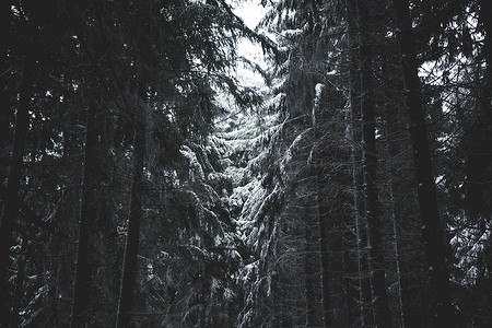 室外圣诞背景摄影照片_空荡荡的冬季森林，树枝上有冰，圣诞树上有光槽