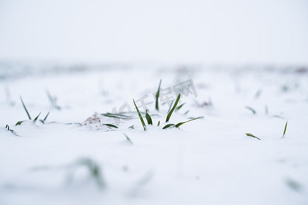冬季麦田被雪覆盖。