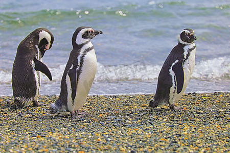 巴布亚企鹅在火地岛，乌斯怀亚，阿根廷南美洲