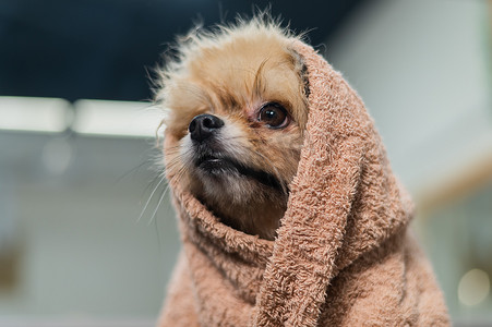 可爱的博美犬洗完后裹着米色毛巾。