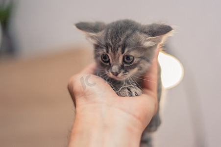 小灰猫坐在书架上，带着花环