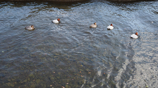 小河水摄影照片_五只鸭子游泳，河水摇曳。