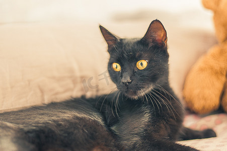 一只黄眼睛黑猫的特写肖像
