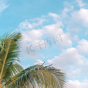 banner蓝色摄影照片_BANNER氛围全景白云天空独自热带棕榈背景夏日温柔自由