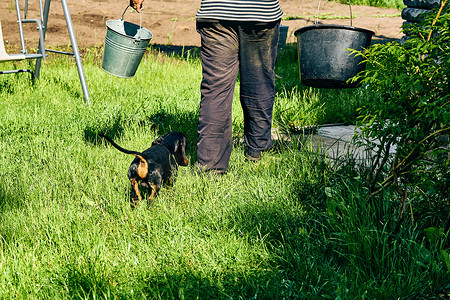 忠实的狗腊肠犬和他的主人在花园里工作时拿着水桶