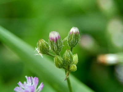 蓟（矛蓟、牛蓟、普通蓟）具有自然背景的奇花异草