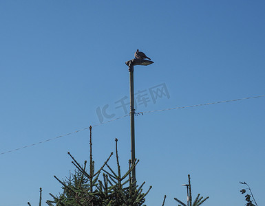 灯杆上的林鸽鸟动物