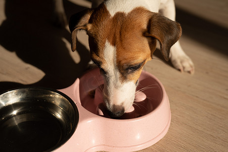 一个双碗供缓慢喂食，一碗水供狗使用。
