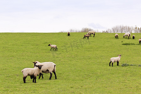 德国下萨克森州沼泽地的绿色草地上，羊群正在吃草。