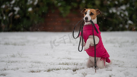 狗绳摄影照片_杰克罗素梗犬冬天在户外时要拴狗绳。