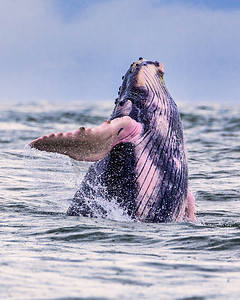 鲸鱼尾巴。