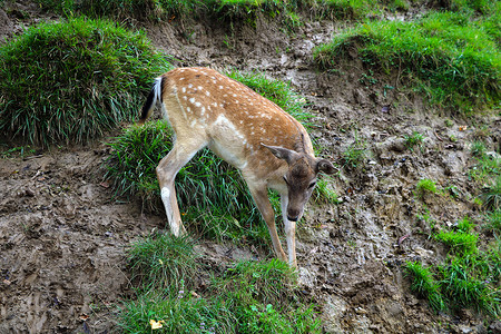 梅花鹿摄影照片_绿色的草地上，站立着一只小梅花鹿。