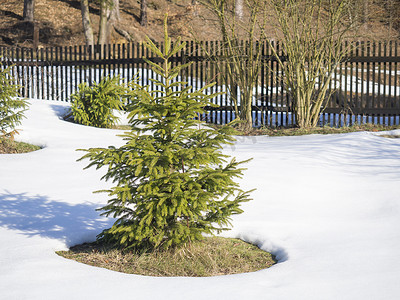 小生动的绿色年轻云杉树在白雪中在冬天阳光明媚的日子与木栅栏在背景中。