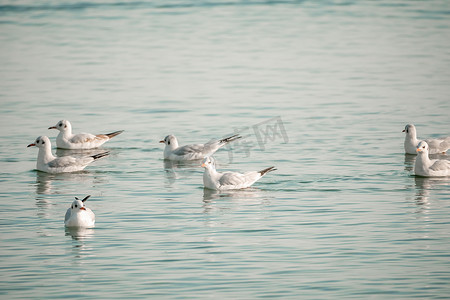 一群海鸥在海里飞翔、捕鱼、游泳。