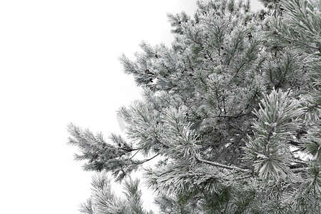 有霜的树枝摄影照片_针叶树的一部分，树枝上覆盖着霜和雪，白色的孤立背景上有复制空间