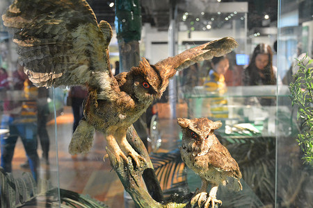 菲律宾马尼拉国家自然历史鸟类博物馆