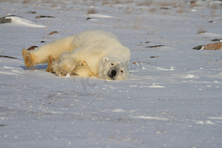加拿大丘吉尔哈德逊湾附近，一只北极熊在雪地里打滚玩耍