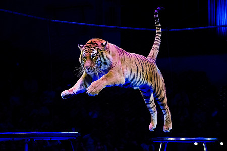 老虎在马戏场表演杂技
