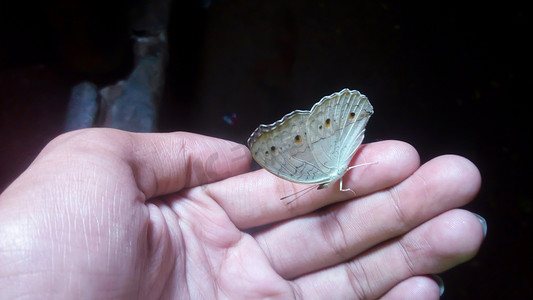 手上的蝴蝶看起来很漂亮