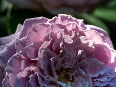 公主粉摄影照片_特写精致的香织公主玫瑰花瓣