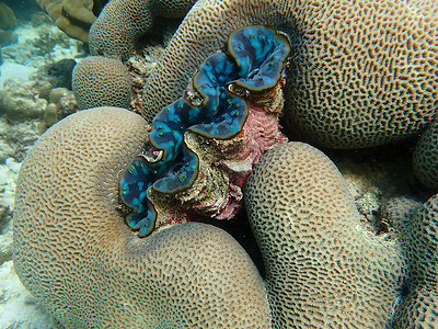 巨大的蛤蜊与珊瑚在海中