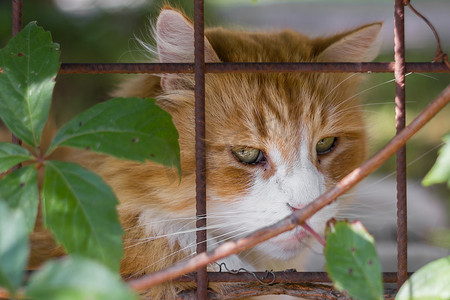 笼子里悲伤的猫