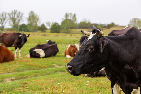乡村的牛在绿色的草地上吃草。