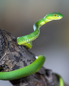绿坑蝰蛇, Trimeresurus albolabris