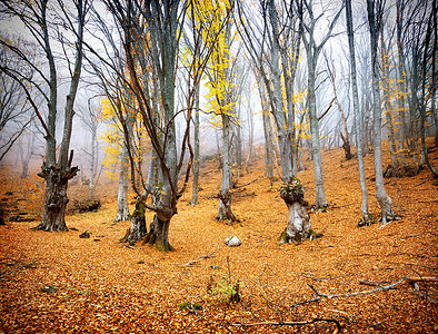 秋天童话摄影照片_童话般的秋天森林