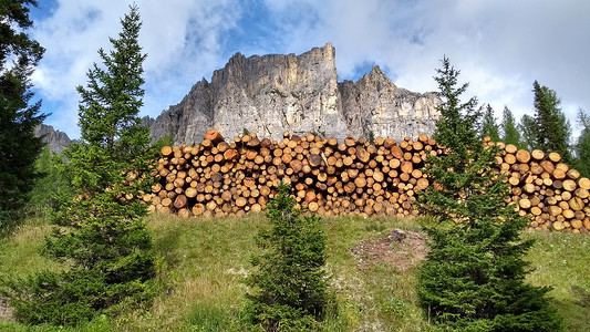 山间生活：三棵年轻的杉树挺拔地挺身而出，覆盖着一堆刚砍下来、排列整齐的原木。