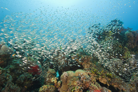 珊瑚礁上的玻璃鱼群