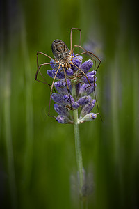 巨大的蜘蛛躺在紫色的薰衣草花上等待昆虫经过捕捉