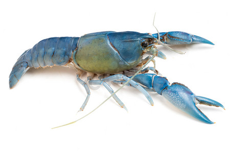 蓝色小龙虾摄影照片_在白色背景的蓝色小龙虾 (Cherax destructor)。