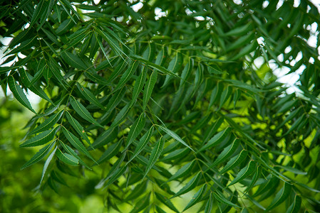 Azadirachta indica - 楝树叶子的一个分支。