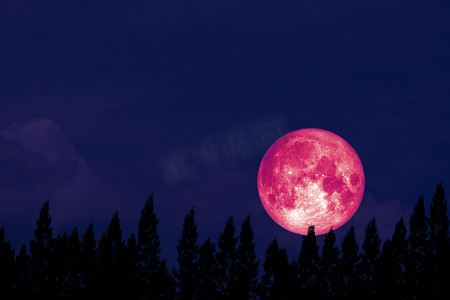 满月回到夜空中的剪影松树上