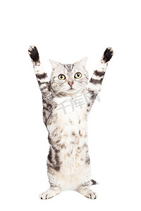 负罪感摄影照片_猫站在白色背景上举起手