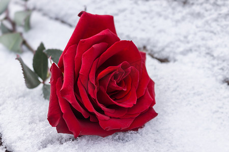 冬天寒冷的雪地里，有一朵红玫瑰花蕾的特写