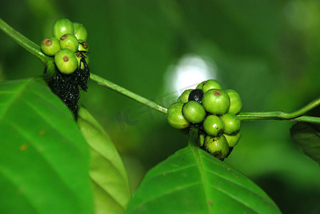 年轻的咖啡豆