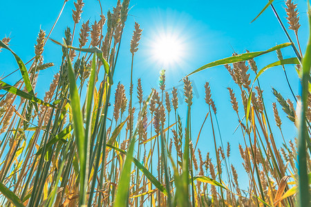 在田地或草地上种植谷物 麦穗在阳光和蓝天的背景下在风中摇曳 自然，自由